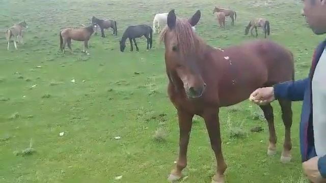 Jiyron gala boshi смотреть онлайн