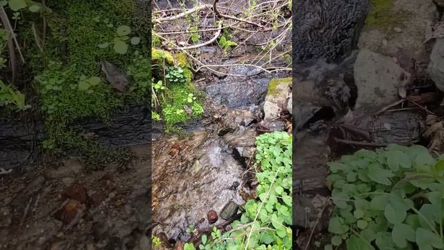 Лесной ручеёк | Forest Stream #nature #creek #forest #water #природа #ручей #лес #вода #релакс #cal