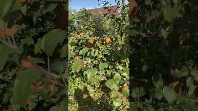 Яблоня Хани Крисп