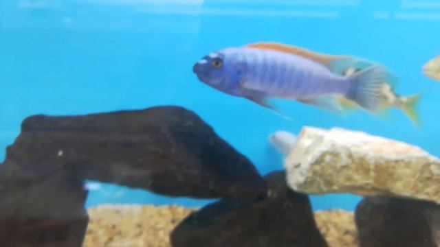 Лабеотрофеус Тревавас Тумби Вест (Labeotropheus Trewavasae 'Thumbi West').