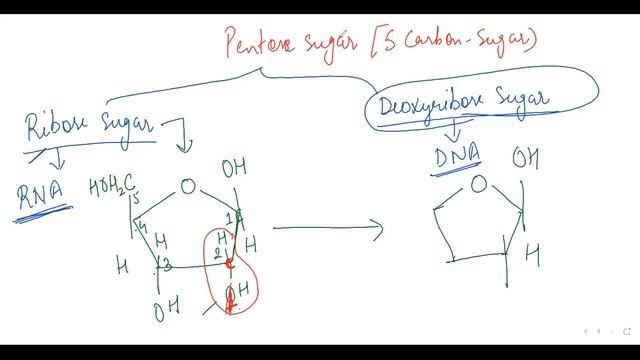 PART 11 BIOMOLECULES, STRUCTURE OF NUCLEIC ACID смотреть онлайн