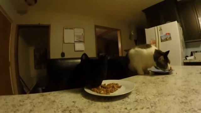 Review on Purina Wet Cat Food! смотреть онлайн