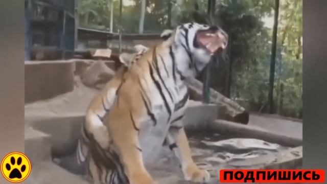 видео приколы ржачные до слез про животных смотреть онлайн