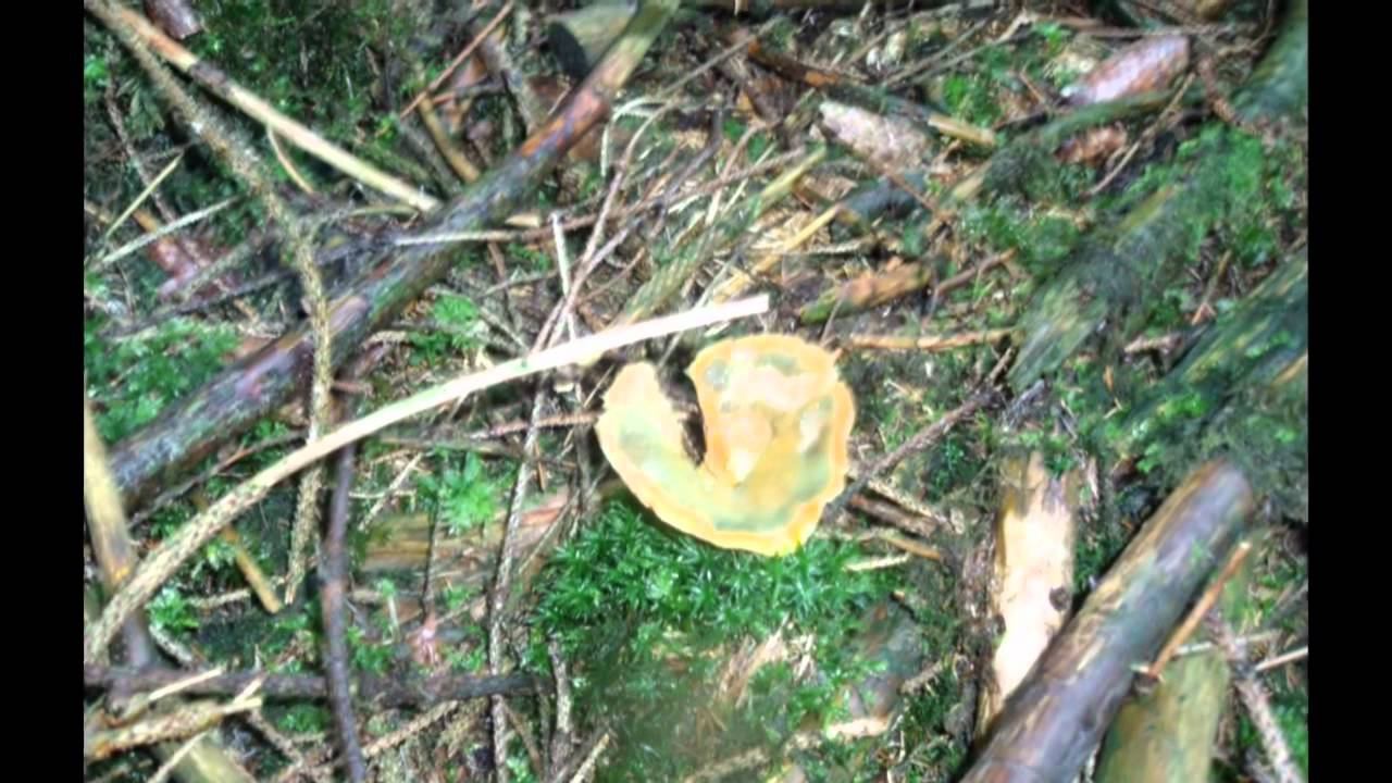 Грибы Mönesee смотреть онлайн