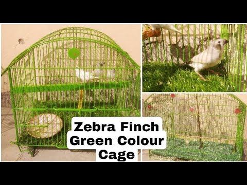 Zebra Finches Chicks New Green Color Cage Ready (Finch Budgies Tv) смотреть онлайн