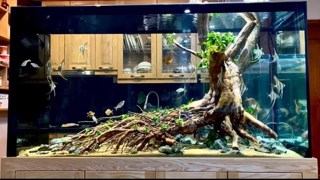 Beautiful Altum Angel Fish Aquarium Tank 9 смотреть онлайн