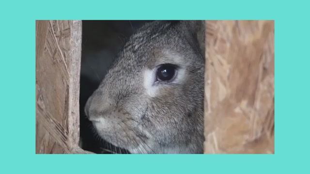 Английский для детей Игра-викторина «Части тела» смотреть онлайн