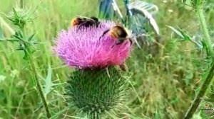 Су буеннан энкэй кайтып килэ