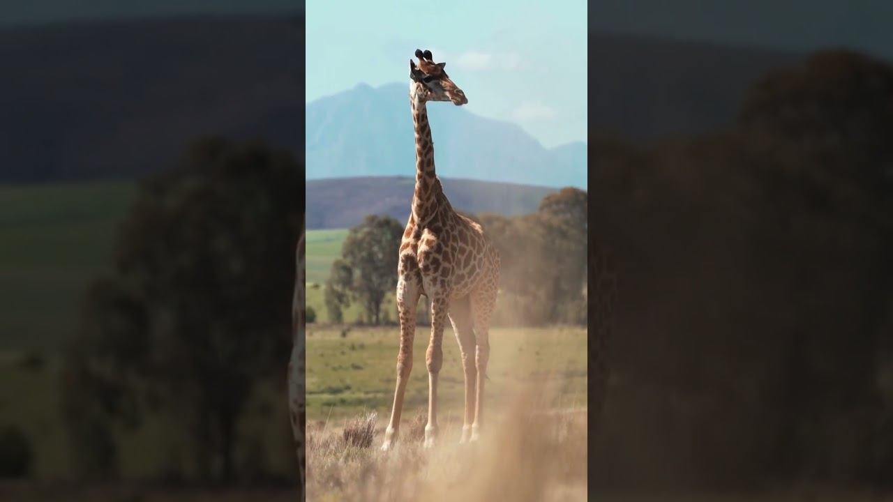 "Giraffes: The Tallest and Most Graceful Animals on Earth"#viralvideo #shortvideos#giraffe смотреть онлайн