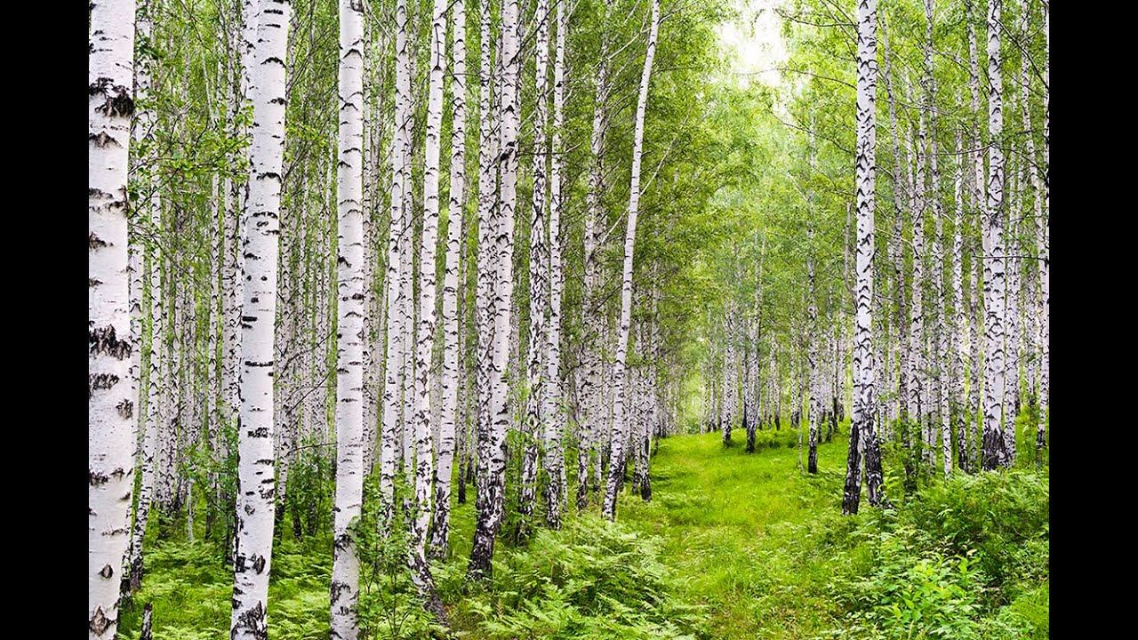 Tit and Nightingale Birdsong in a birch grove смотреть онлайн