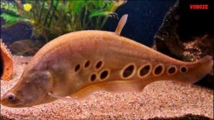 Аквариумная рыбка Индийский Нож Хитала Chitala ornata