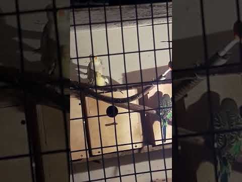 Спаривание карел смотреть онлайн