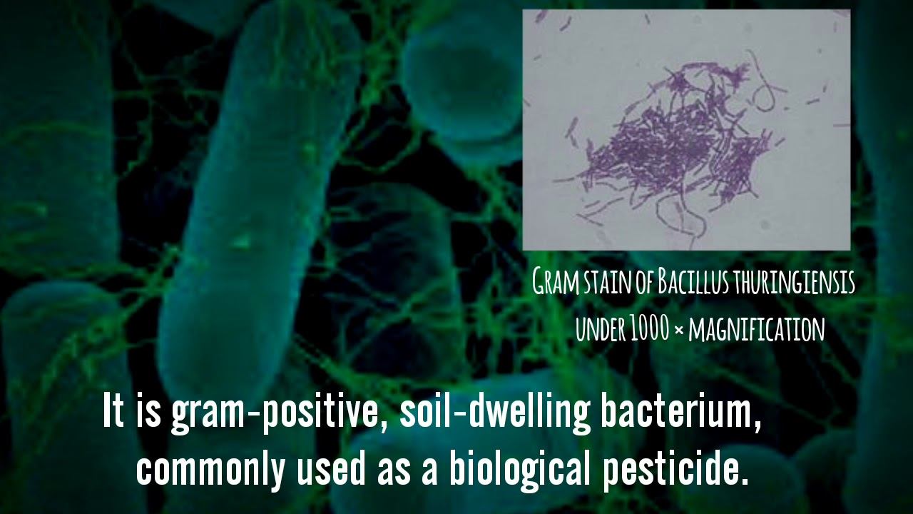Bacillus thuringiensis (Bt) for Pest Control|pest|control смотреть онлайн