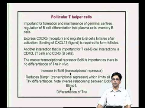 Mod-14 Lec-28 T cell synapse, motility and subsets смотреть онлайн