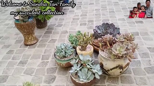 Import succulent pot From china // succulent collection from china смотреть онлайн