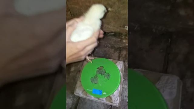 Бройлерам сегодня 20 дней (я неверно озвучила их возраст в видео).