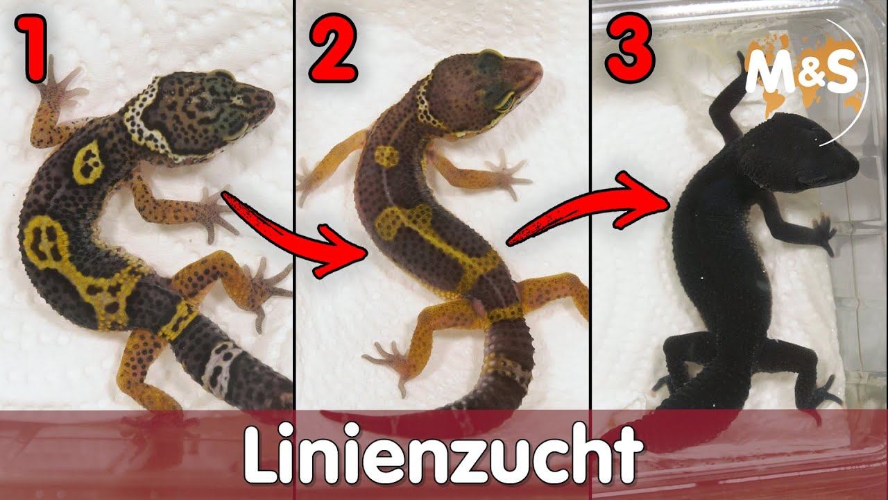 So geht LINIENZUCHT! | Selektive Zucht von Reptilien | Reptil TV смотреть онлайн