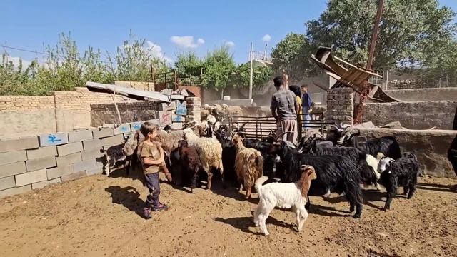 Sajjad's slavery:Maleeha's courage and efforts to free Sajjad and pay the debt to the debt collecto