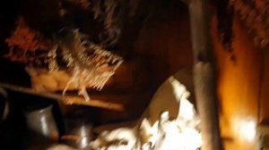 Погружение в Мир Мифов: Встреча с Бабой Ягой в Музее Суеверий. Часть 2