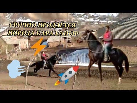 Порода Кара Байыр год 4. Рост 1.63см+ СРОЧНО продам цена 350 000 сом тел:+996556099021 смотреть онлайн
