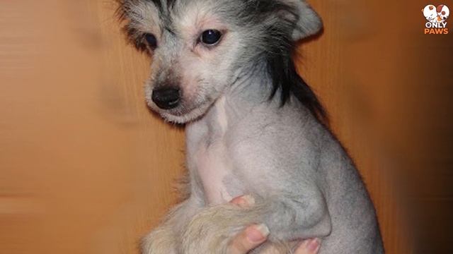 Eine Frau nahm einen fremden Hund als Geschenk an, aber als er älter wurde, bekam sie Angst смотреть онлайн