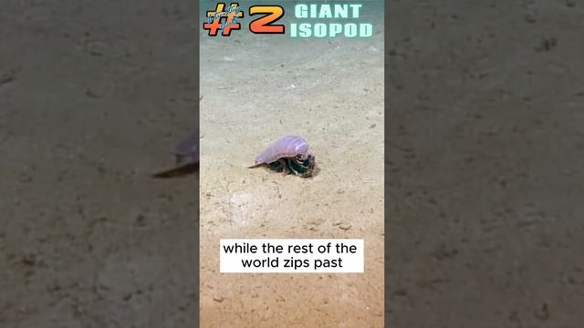 Giant Isopod Interesting Fact 2