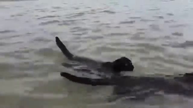 Floating Cats