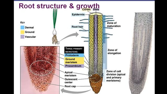 AP Biology Plant Anatomy Chapter 35 part 3 смотреть онлайн