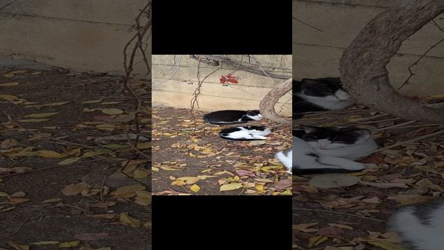 котики в Стамбуле