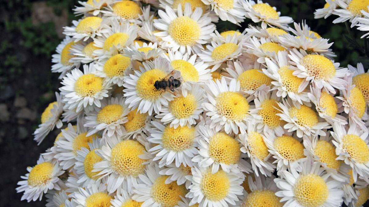 хризантемы смотреть онлайн