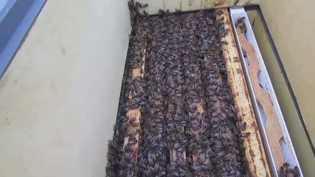 проблема с пчелами на ячейке 5,6 мм в декабре , сравниваю разный размер ячейки у себя на пасеке смотреть онлайн