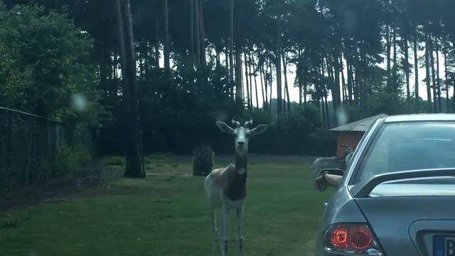 Голодные, но не опасные смотреть онлайн