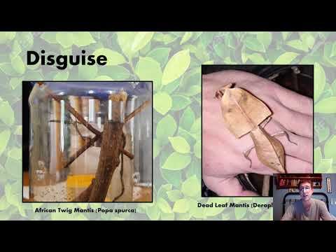 Mimicry and Camouflage Flipped Presentation смотреть онлайн