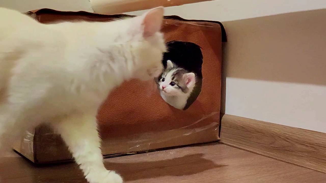 Мама-кошка зовет своих котят. Котята мяукают. смотреть онлайн