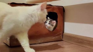 Мама-кошка зовет своих котят. Котята мяукают.