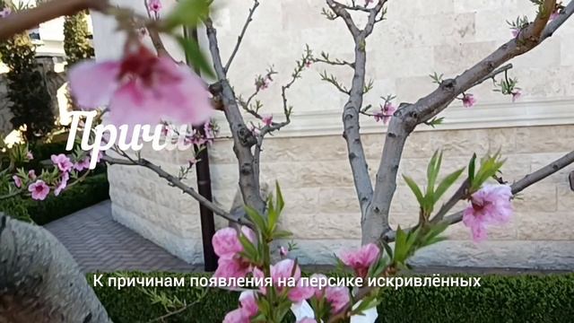 Курчавость листьев персика. Причины. Лечение. смотреть онлайн