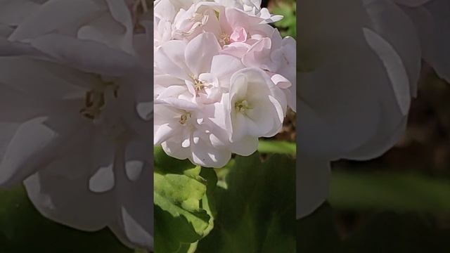 Всем доброго майского утра🌷🌷🌷🌷🌷! смотреть онлайн