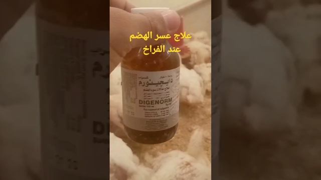 علاج عسر الهضم عند الفراخ البيضه وفاتح شهيه смотреть онлайн