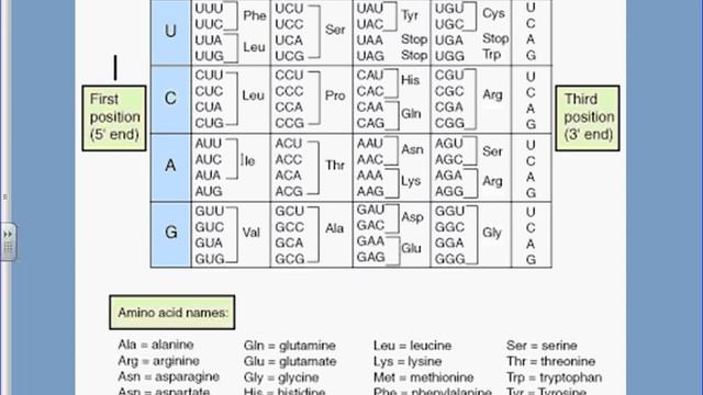 Transcription, Translation, And Mutations - Mr. Seggerman's Biology