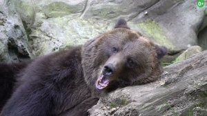 Лес  Что такое лес  Для детей