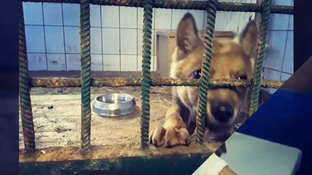 В центре "Велес" выхаживают найденного в Карелии волчонка с рахитом смотреть онлайн