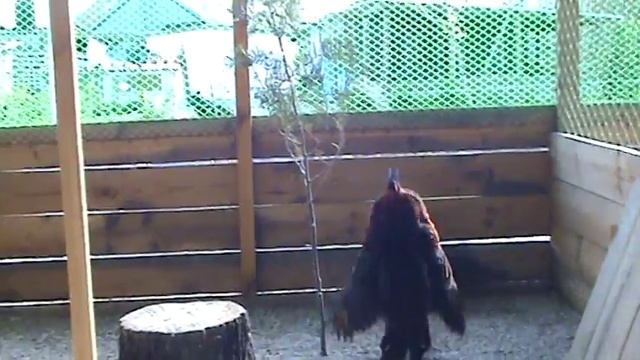 ТРАГОПАН ТЕММИНКА, ГЛАЗЧАТЫЙ ТРАГОПАН, TRAGOPAN TEMMINCKII,