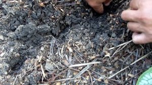 ловим медведку