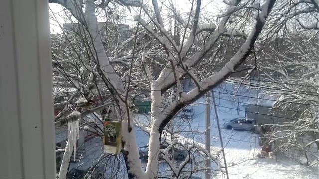 Воробьи-колибри \ Sparrows-hummingbird