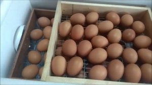 Инкубатор Норма Луппер 72   доработка