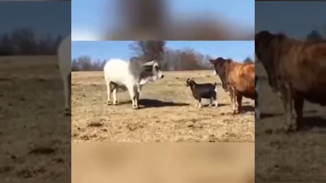 Не деген дух🤣 смотреть онлайн
