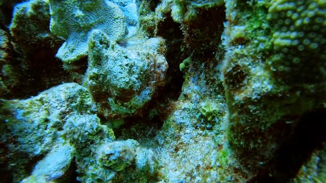 Andrea I, Bonaire (26.3.2024) смотреть онлайн