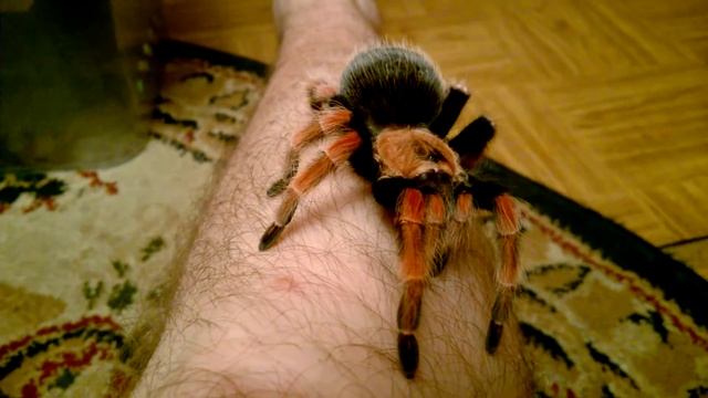 паук brachypelma boehmei на прогулке смотреть онлайн