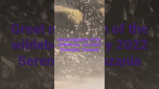 Great Migration Of The Wildebeest In The Northern Serengeti, Tanzania.