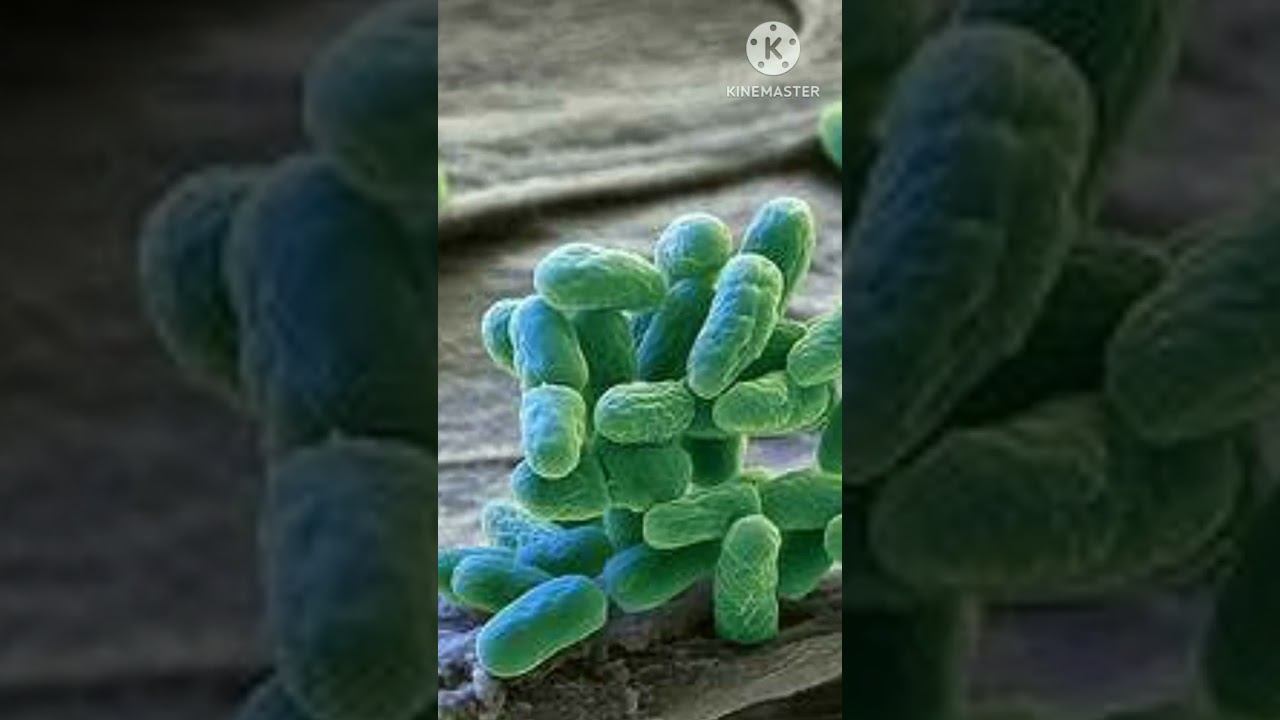 Cyanobacteria (blue green algae) смотреть онлайн